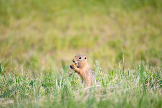 a small baby gopher sits in the grass and eats