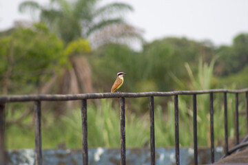 bird in nature in Venezuela
