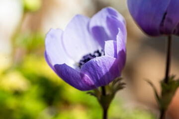 Close-up of purple Anemone coronaria, the poppy anemone