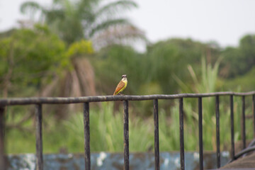 bird on a fence