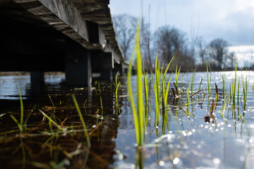 Light green blades of grass coming out of the water near an old wooden bridge, sun is shining and shimmering over the water with trees in the background