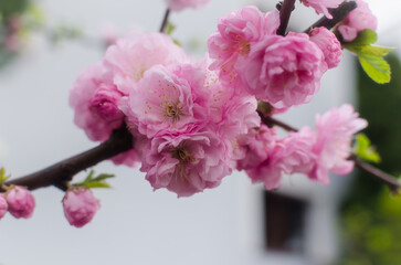 Spring flowers. Flowers of a blossoming apple tree on a branch. Photo of fresh flowers growing on a tree