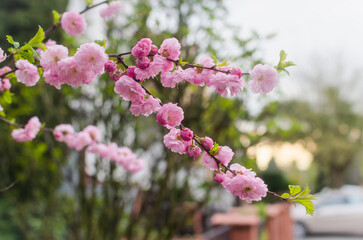 Spring flowers. Flowers of a blossoming apple tree on a branch. Photo of fresh flowers growing on a tree