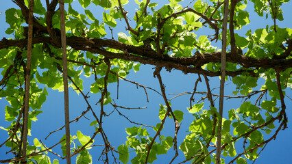 old vineyard with leaves growing on metal on top