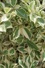 Photo of a set of Euonymus plants with green leaves from the center and yellow edge that can be used as a background