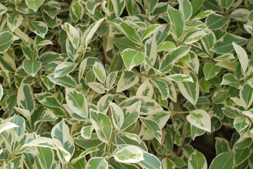 Photo of a set of Euonymus plants with green leaves from the center and yellow edge that can be used as a background