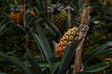 Azores Pineapple fruit on a Traditional Azorean greenhouse Pineapple Plantation. São Miguel Island...