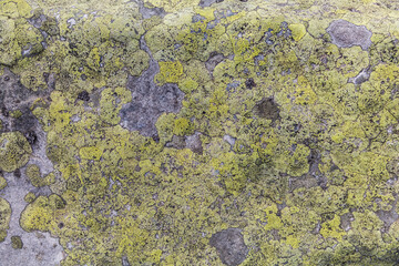 Sandstone with lichen formations of the Carpathians Gorgany range. Grey and yellow abstract rock texture background