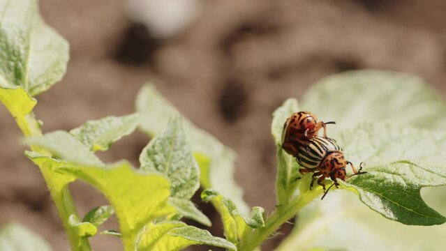 Colorado beetles having sex on green leaf. Little striped bugs engaged in copulation on potato sprout. Wildlife. Close up.