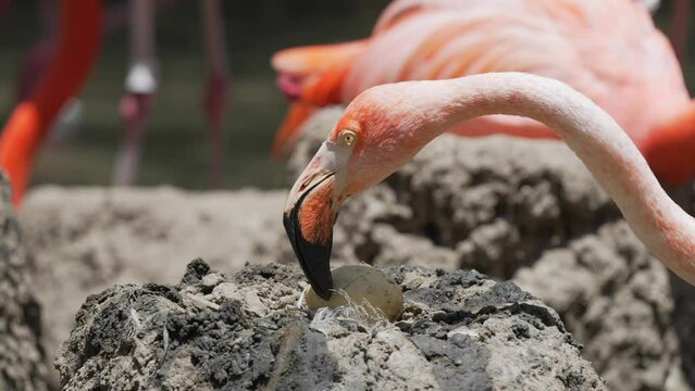 This close up video shows a mother flamingo checking on, touching, and protecting her egg.