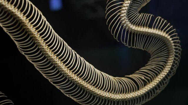 This video shows a curving snake skeleton scientifically displayed against a black background.