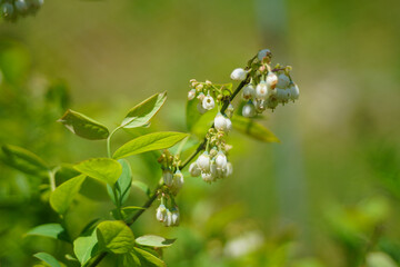 ブルーベリーの花