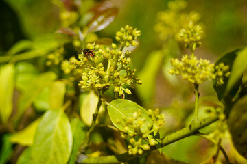 国産アボカドの花