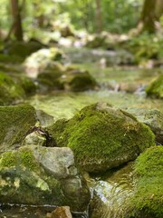 Stream With Moss Rock 