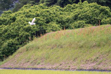 田園のサギ