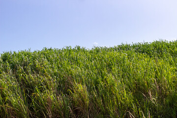 green grass and sky