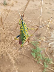 grasshopper on the ground
