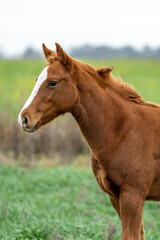 Fototapeta premium horse