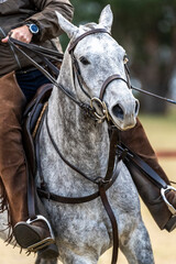 Obraz premium horse and rider