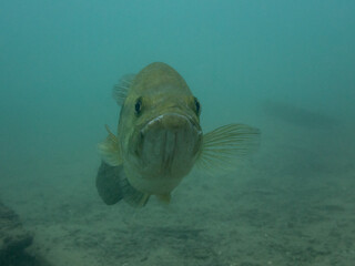 Largemouth Bass