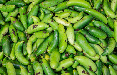 fresh organic Coccinia grandis from farm close up from different angle