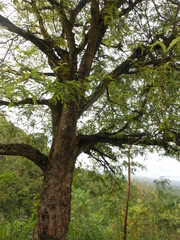 Tamarind tree