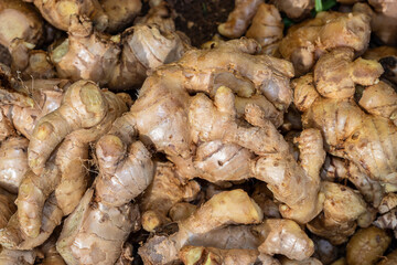 fresh organic ginger from farm close up from different angle