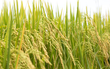 Ripe rice field and sky landscape