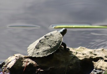 Fototapeta premium Tortue