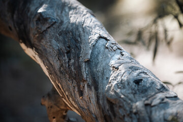 Fototapeta premium gumtree bark