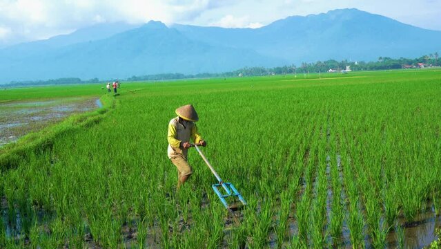Male farmer harrowing rice fields