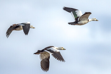 Radjah Shelduck in Queensland Australia