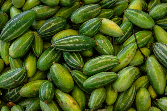 fresh organic pointed gourd from farm close up from different angle