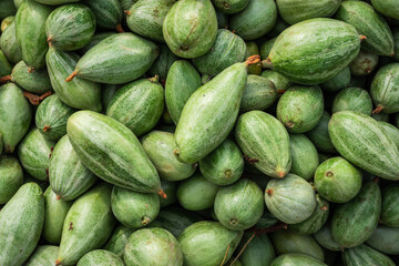 fresh organic pointed gourd from farm close up from different angle