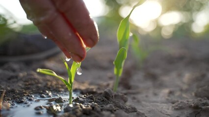 Natural beauty of elderly female hand watering young corn seedlings in summer. Fingers of senior farmer pouring water drops on small corn plant in fertile soil on sunlit sunset background. Close up