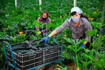 italian man and woman with masks cultivating marrows in hothouse