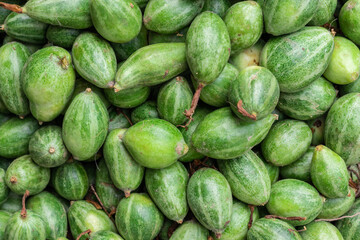 fresh organic pointed gourd from farm close up from different angle