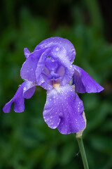Dew Covered Purple Iris Macro Close-up - 512229977