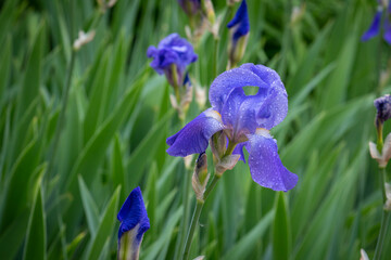 Dew Covered Purple Iris Macro Close-up - 512229992