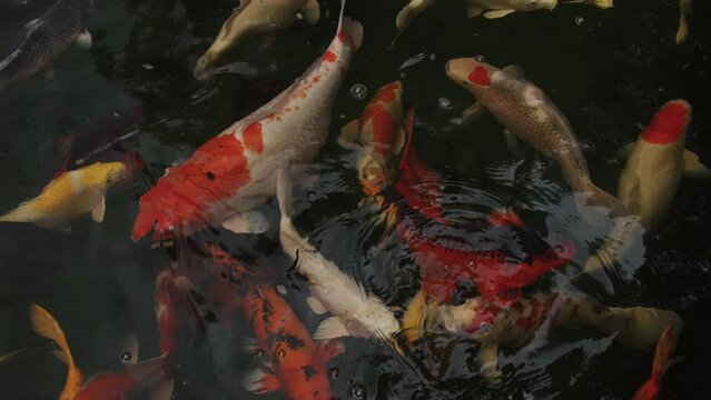 Beautiful colorful pet of koi carps fish or Mirror carp fishes swimming in the water, Fancy fish in the pond, slow motion shots