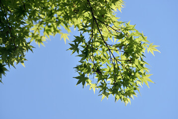 新緑　若もみじ