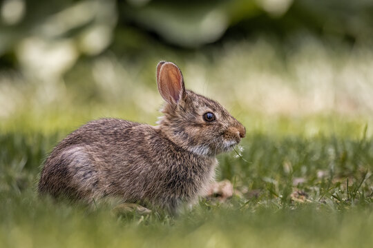Close up image of a young brown rabbit eating grass. The rabbit has long ears and whiskers.
