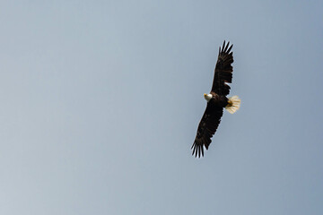 Bald Eagle (Haliaeetus leucocephalus) flying in a blue sky in Northern Wisconsin