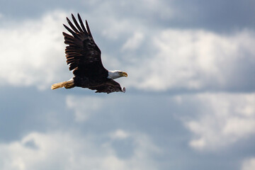 Obraz premium Bald Eagle (Haliaeetus leucocephalus) flying in a blue sky in Northern Wisconsin