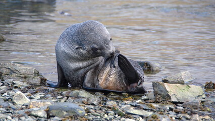 Young Antarctic fur seal (Arctocephalus gazella) scratching by a lake at Jason Harbor on South Georgia Island