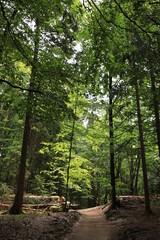 Obraz premium path in the forest