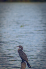 gran ave de presa cazando en medio del lago