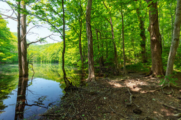 Obraz premium 【青森県十和田市-長沼】新緑の長沼-蔦の沼巡りの小径。新緑の時期の森林浴は医者いらず？