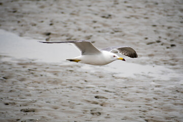 Seaugull flying over the wetland of Siheung, South Korea. 