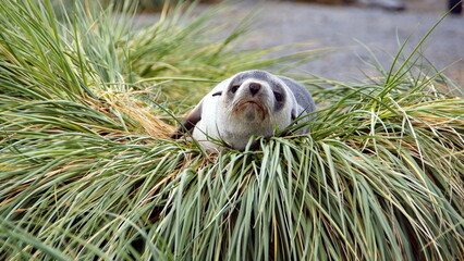 Young Antarctic fur seal (Arctocephalus gazella) in the tussock grass at Jason Harbor on South Georgia Island